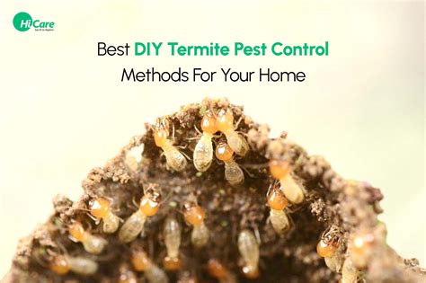 termite control thunderbolt|Termite Control .